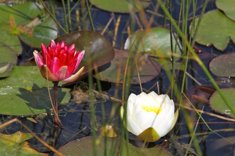 Different colors, different kind of beauty