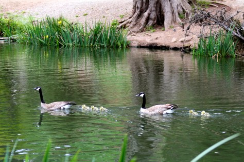 Just enjoy the scenery, Chckling 4 & 5 will catch up soon!