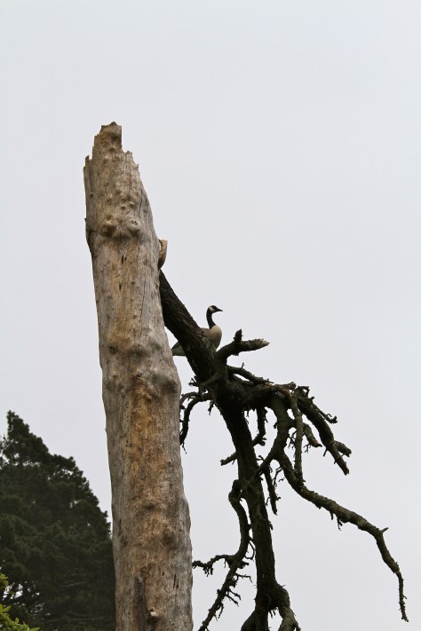 I like water, but I like up here now!